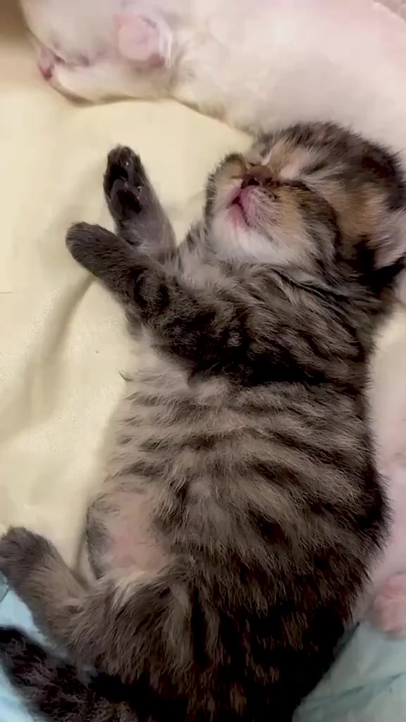 @catbosssss