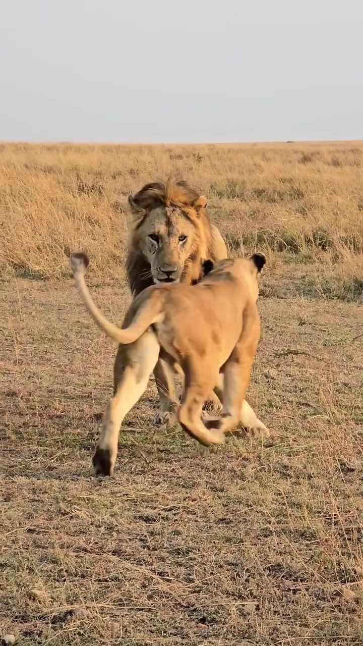 @lion_world5