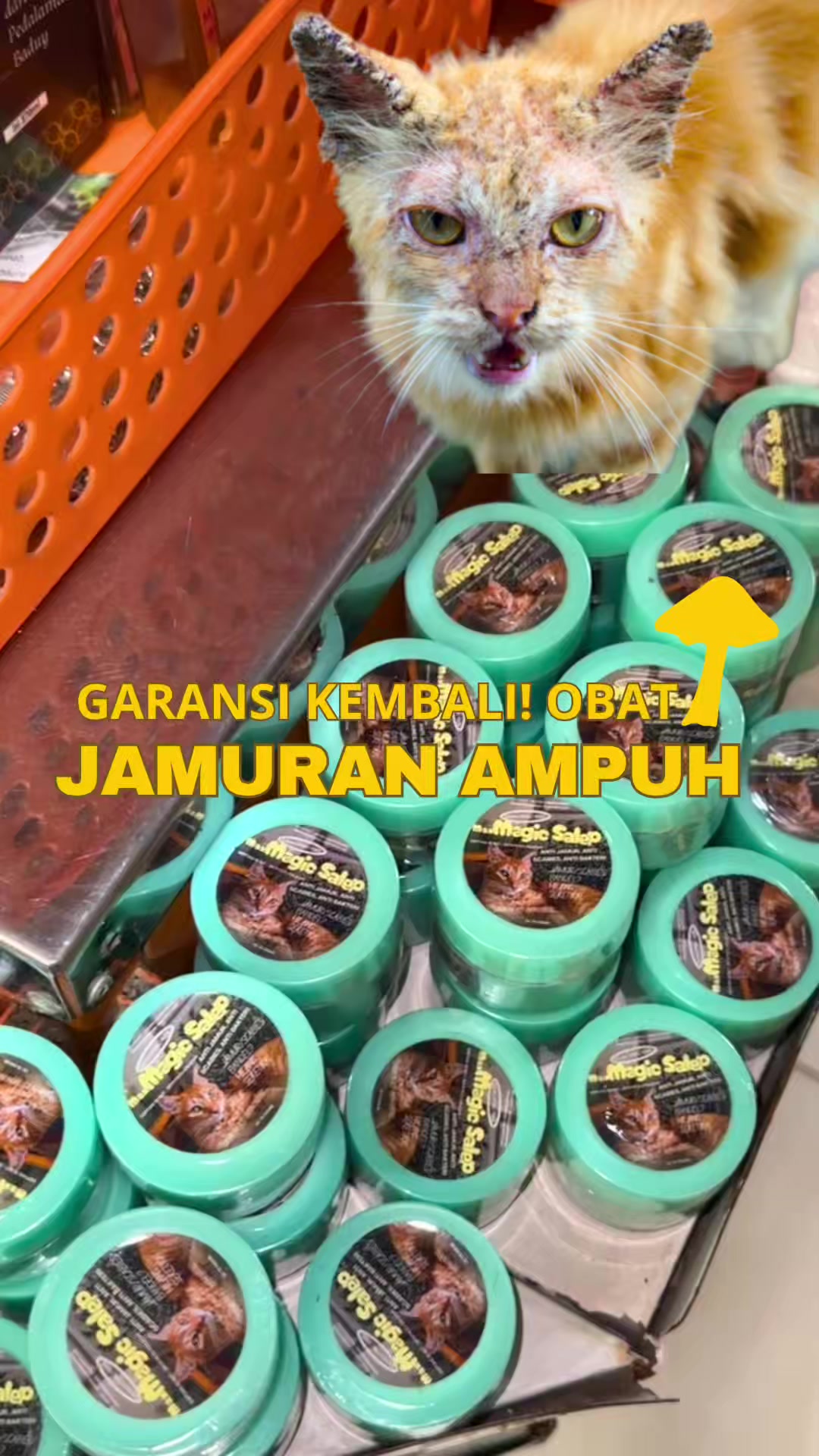 @bejo petmart