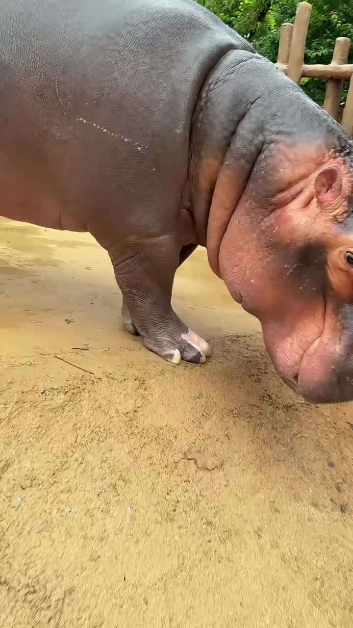 @Hippo