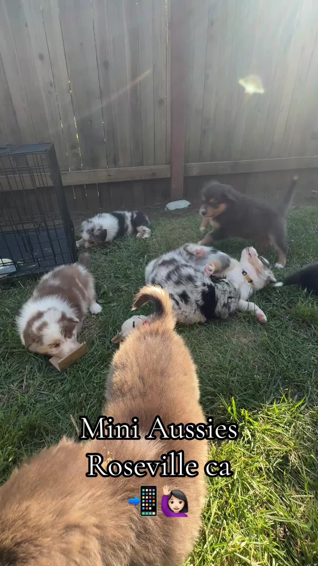 @sacramento__aussies916