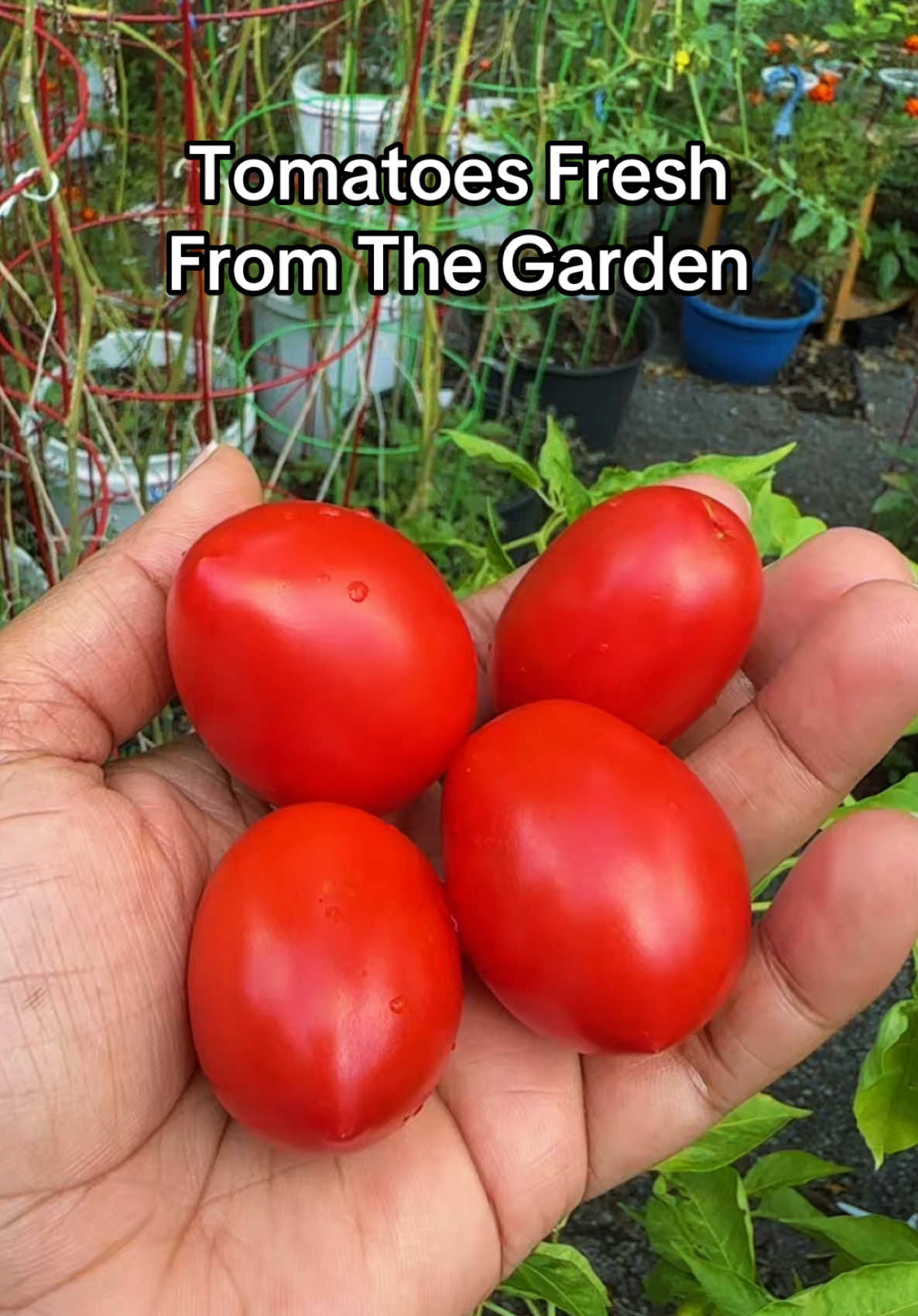 @My Everchanging Garden