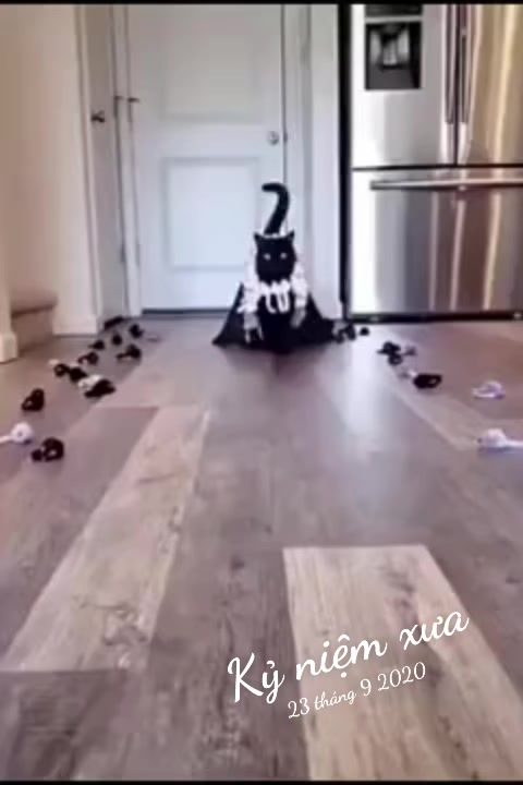 @JBN CATS