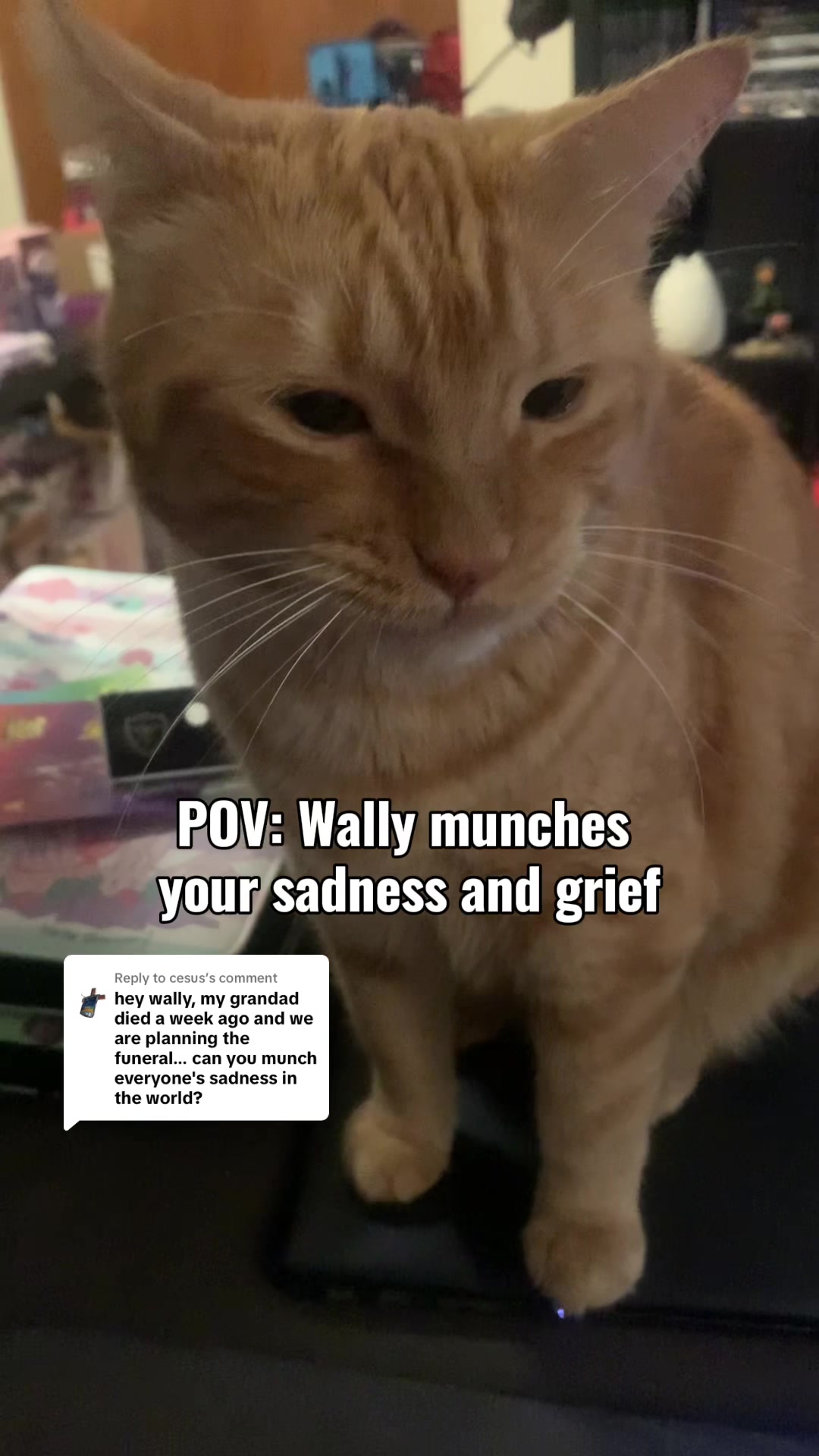 @diycatgeek (Wally & Howl)