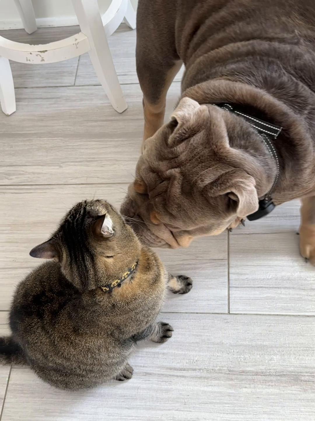 @RawlsTheBulldog