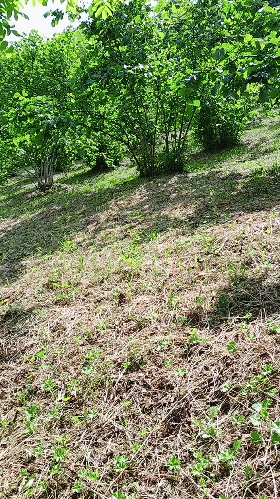 @Nurcan bağana