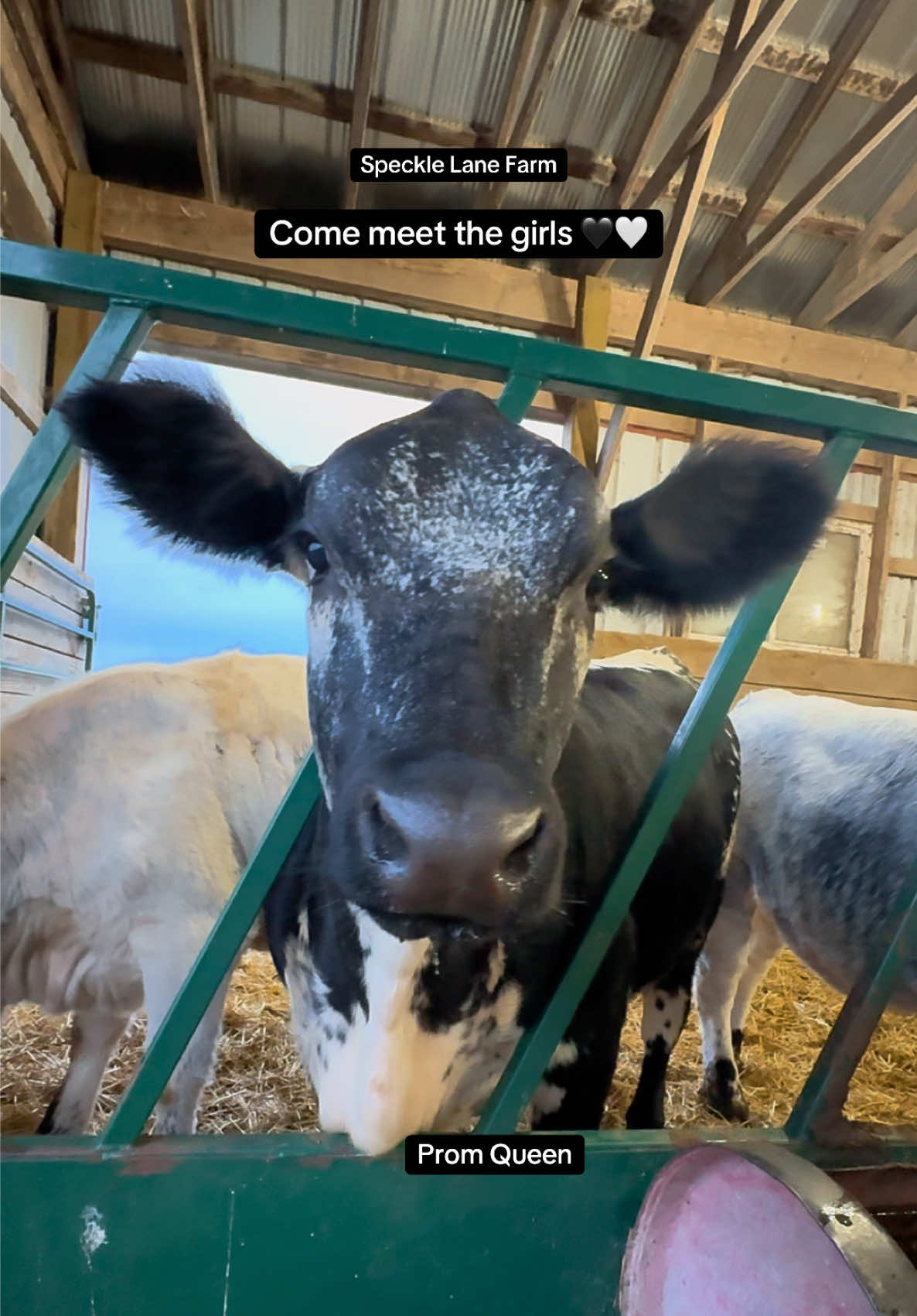 @Speckle Park Cattle