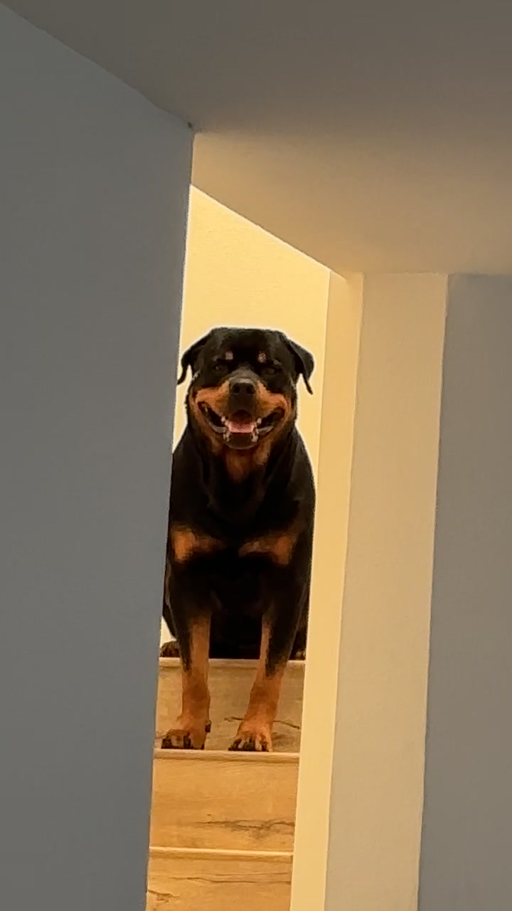 @Pluto the Rottie
