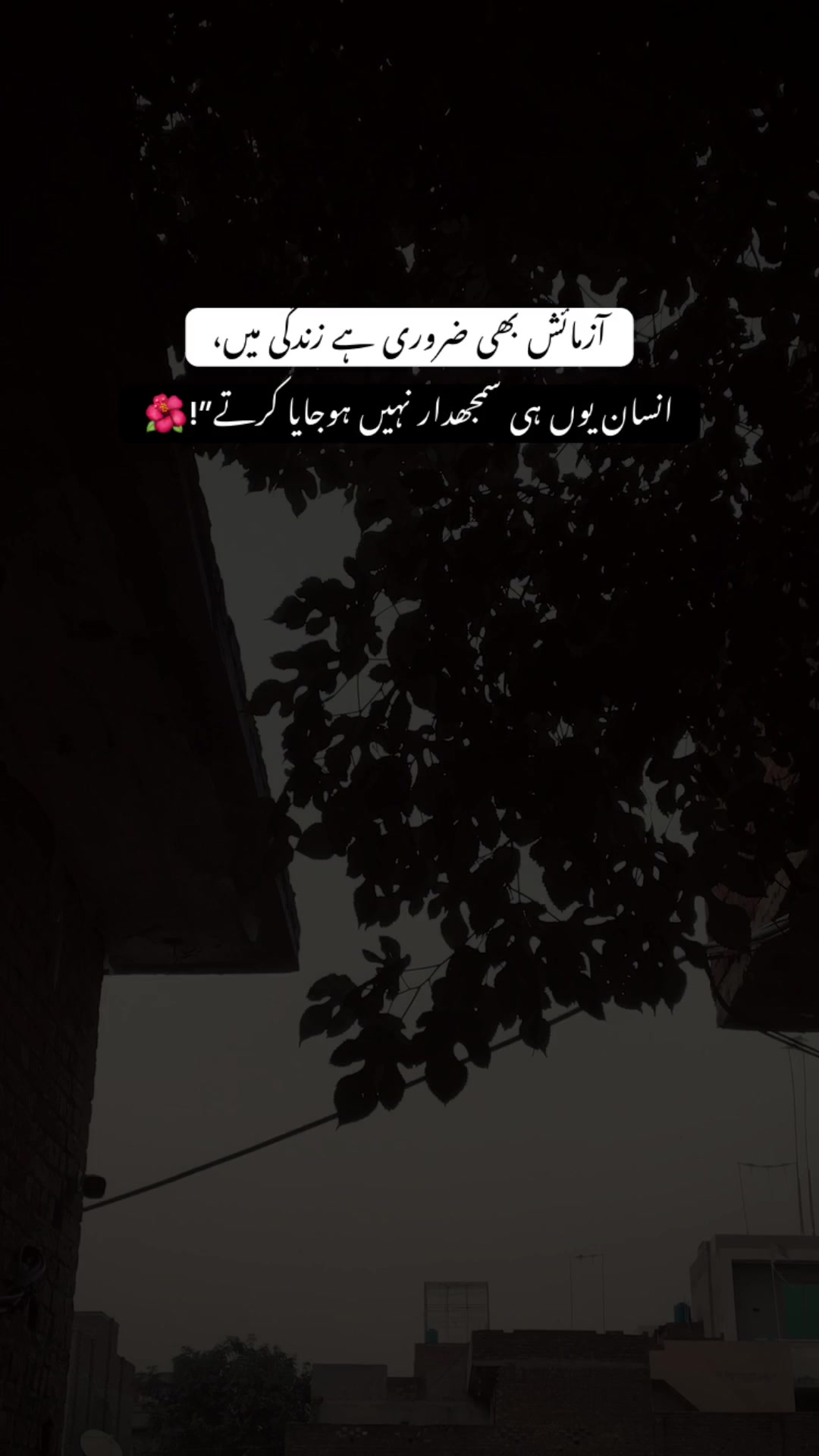 @>پاگل ہو <🦋
