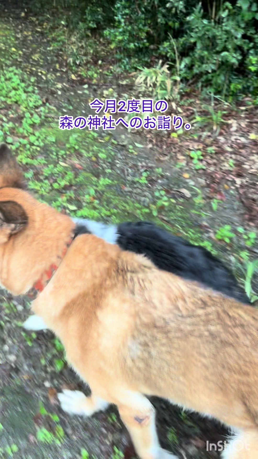 @シェパードmixサンちゃんとボーダーコリーのヘルツォーク