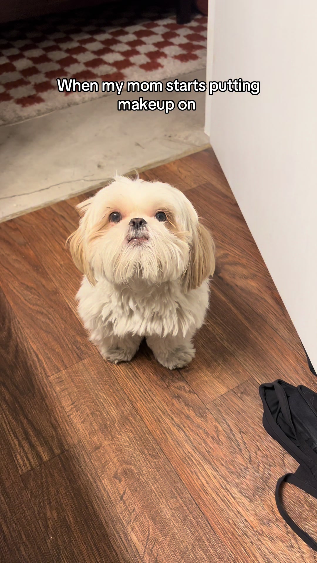 @Hugh the Shih Tzu
