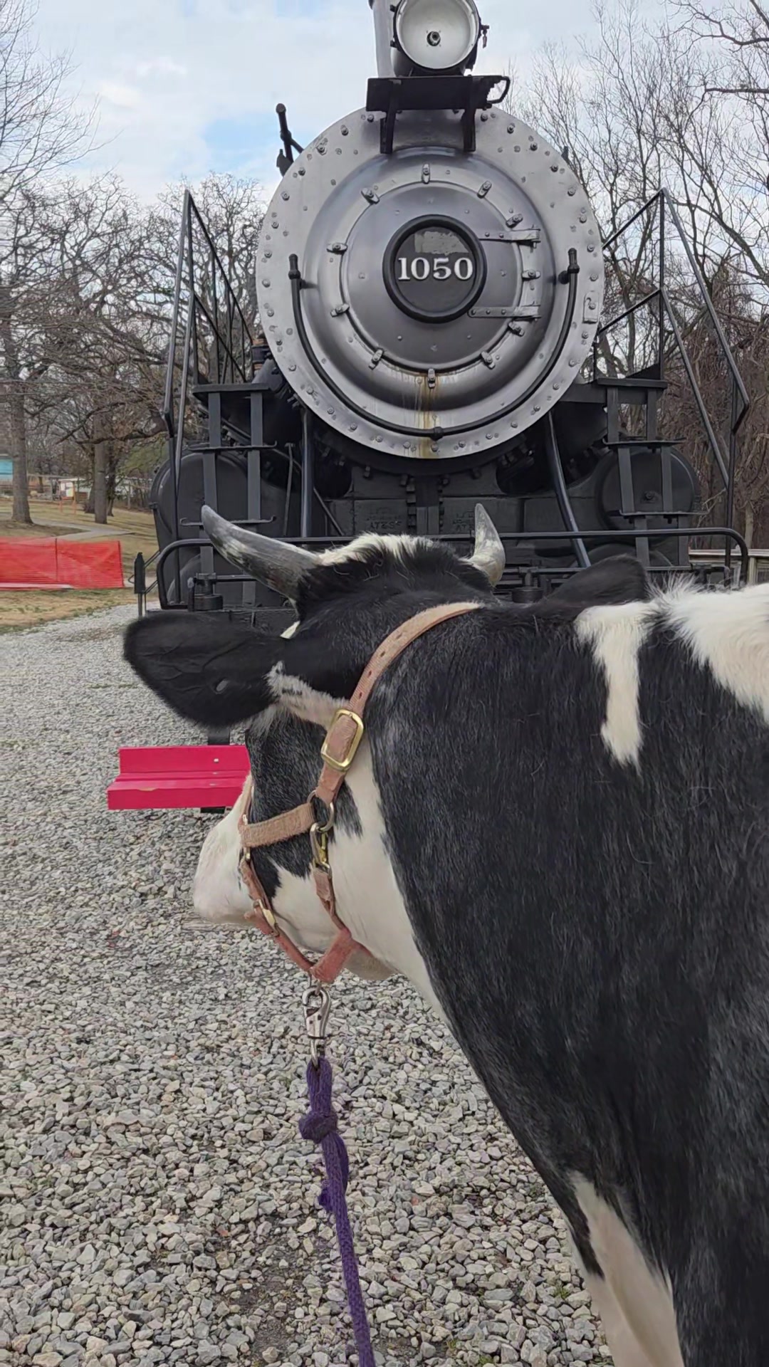 @Only Cows