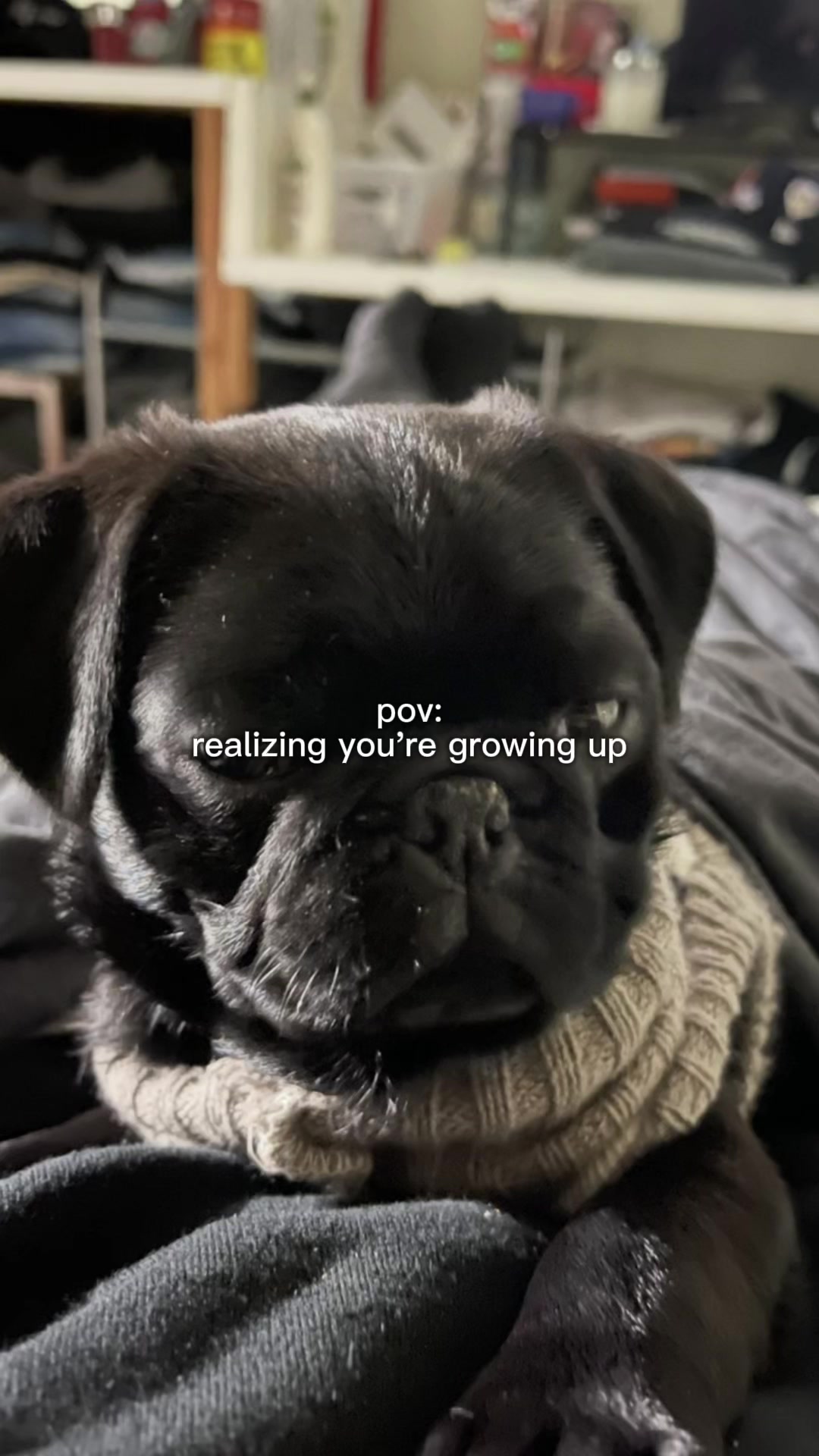 @Hershey The Pug