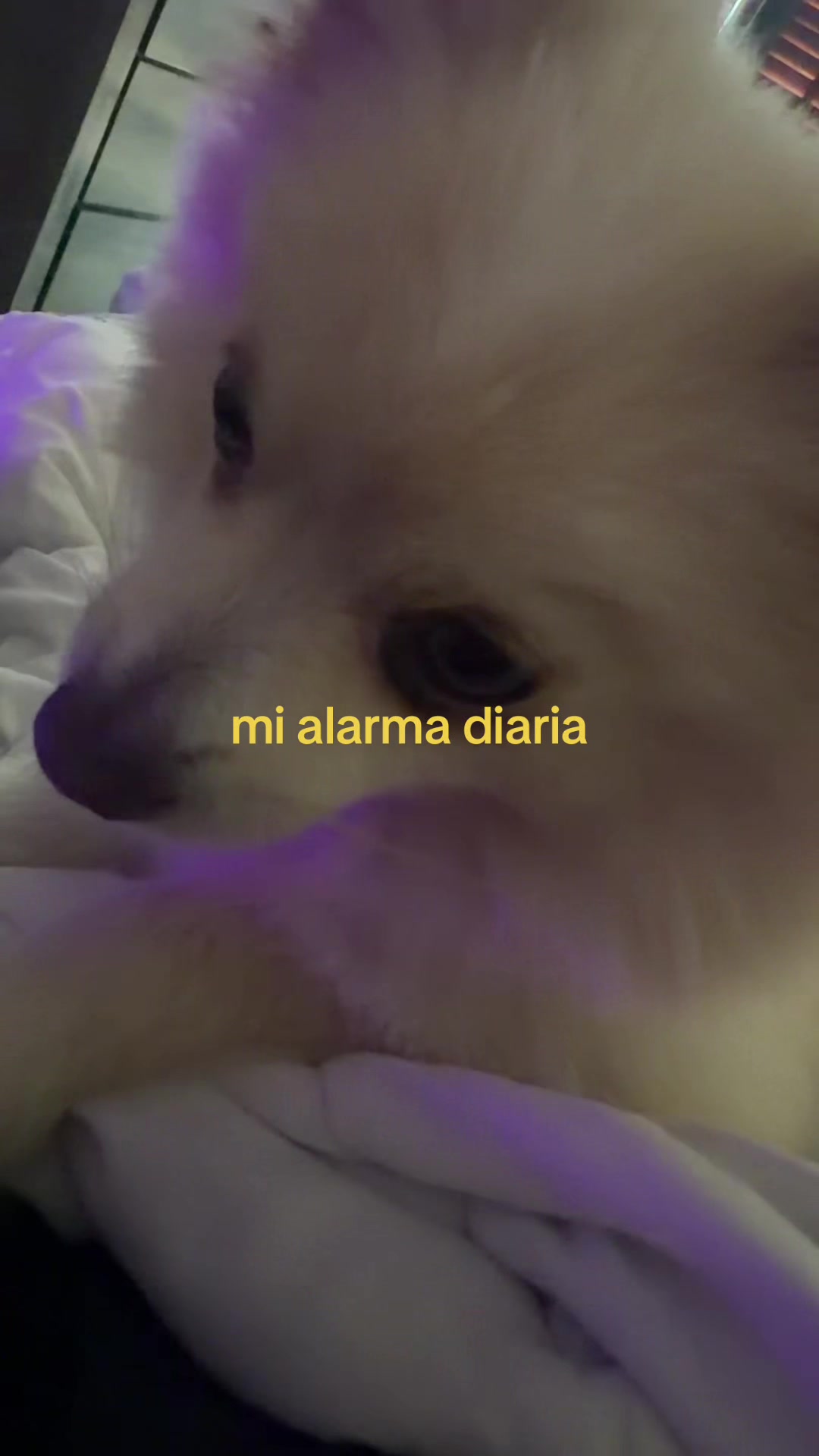 @b3ll