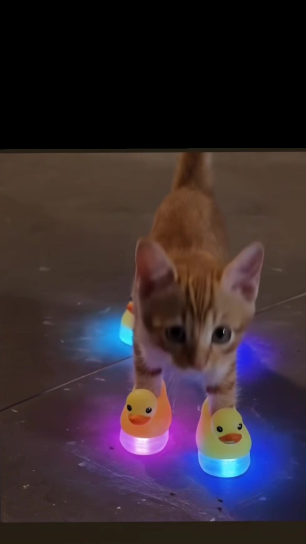 @🐧 ..