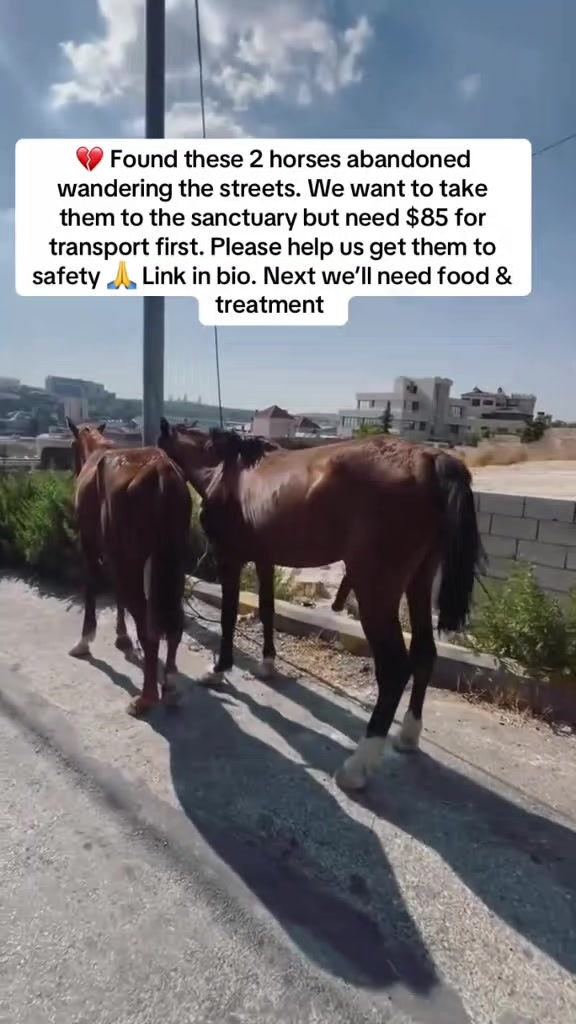 @angels.fleet.rescue