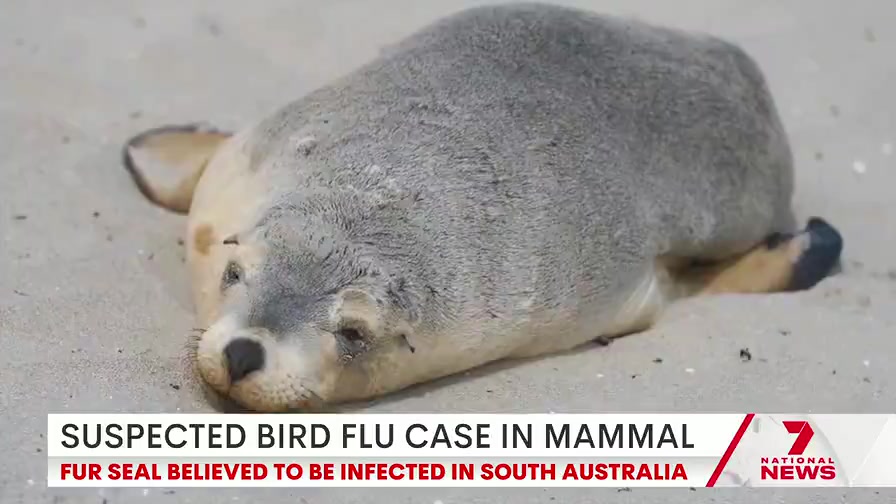 @7NEWSAdelaide