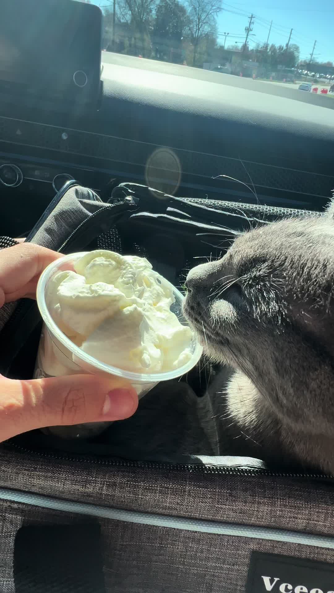 @KittyTheCat