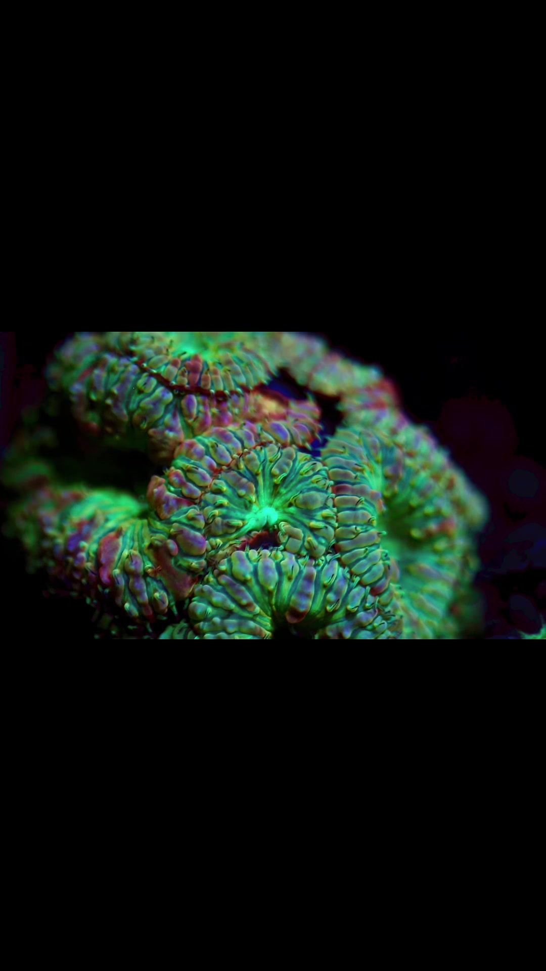 @Cali_Coral_Connect_hxa