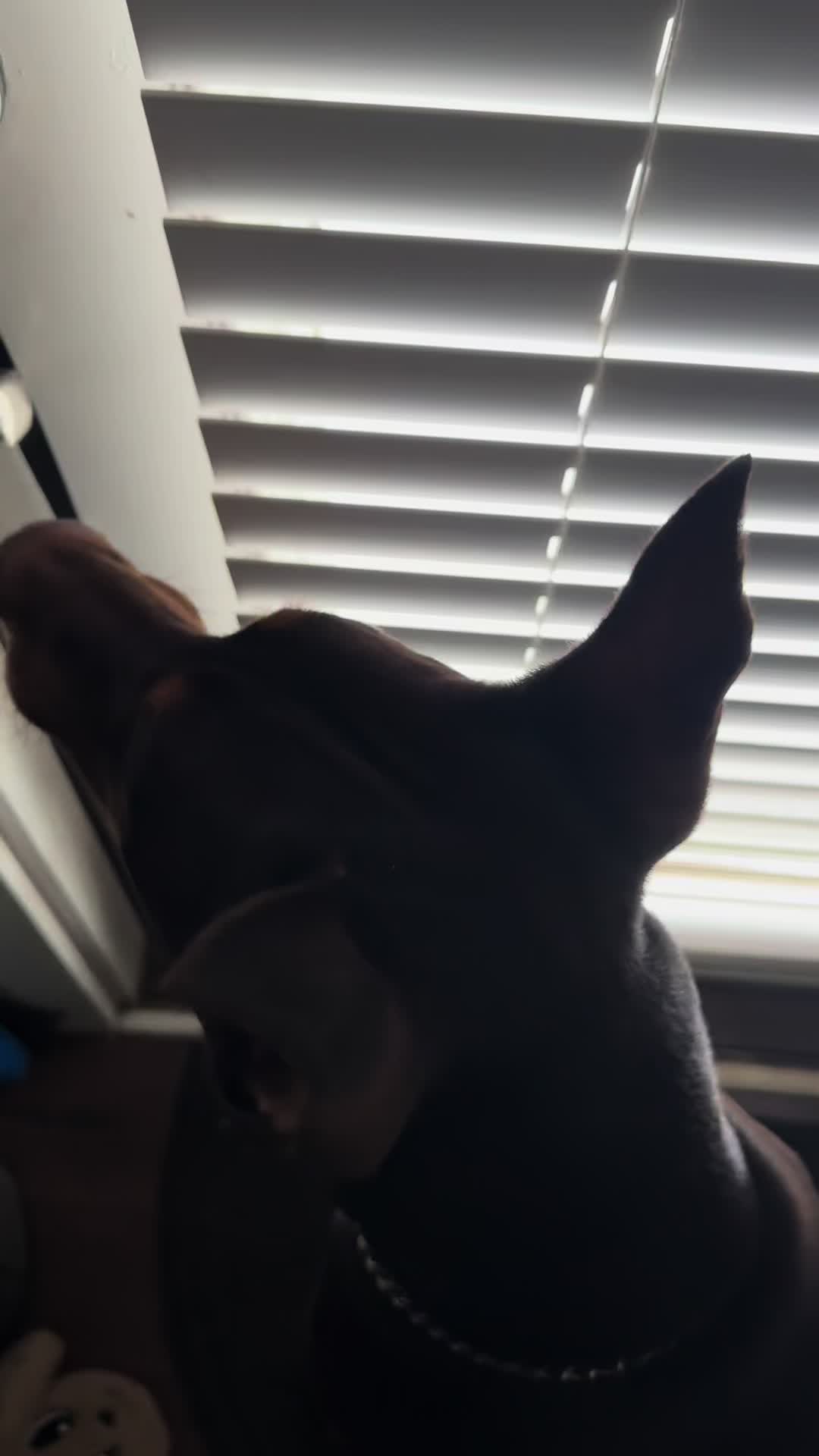 @ShantitheDobie