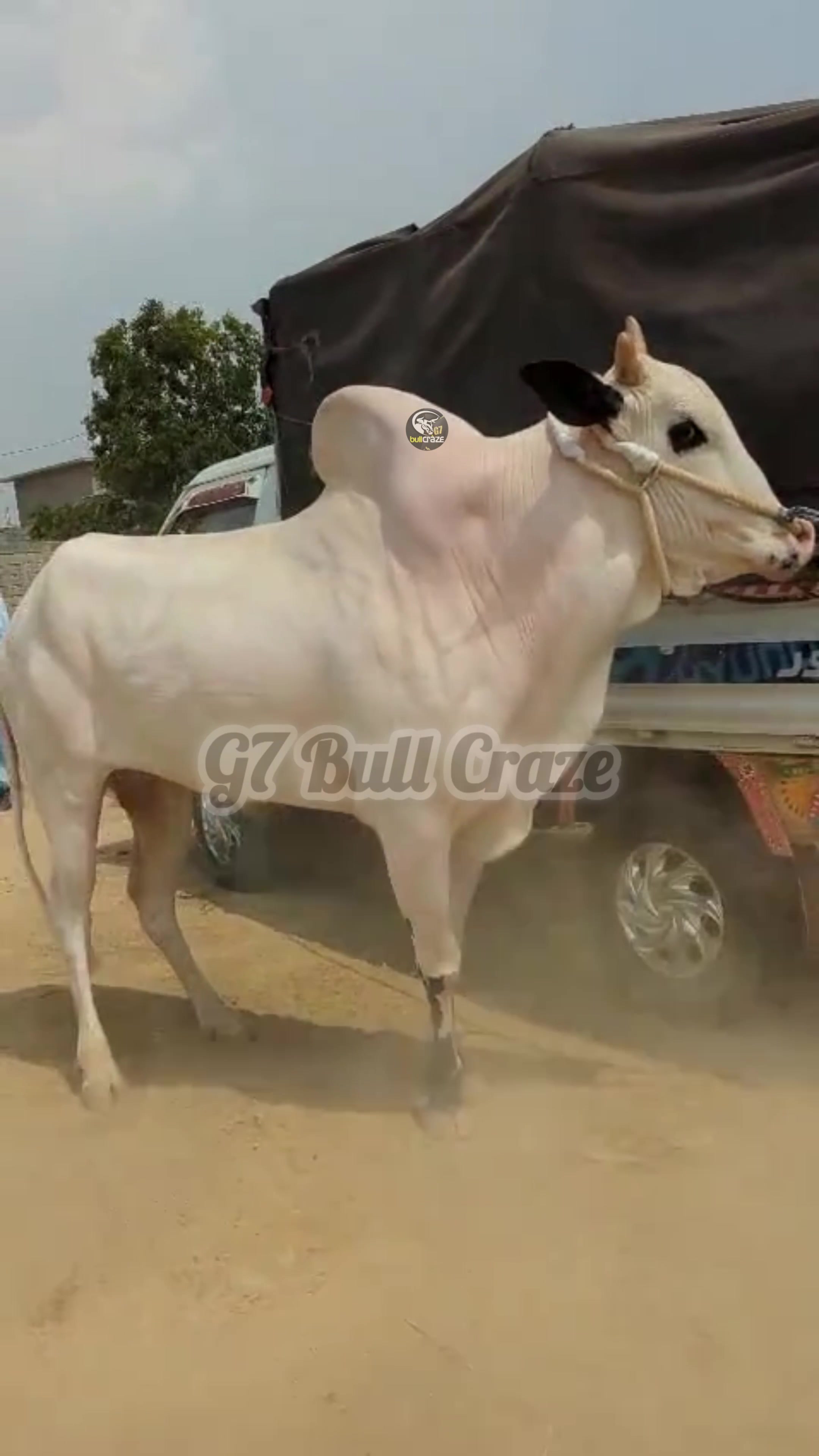 @G7 BULL CRAZE