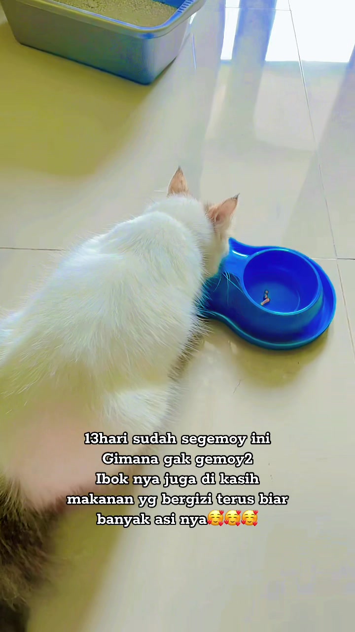 @๏ฃฟ๐ซ๐พ๐ท๐ญ๐ช ๐๐ช๐ฟ๐ฒ๐ช๐ท๏ฃฟ๐ถ