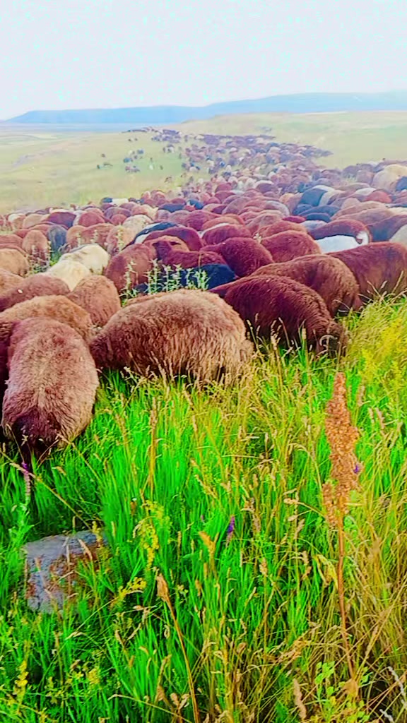 @sezer aydın