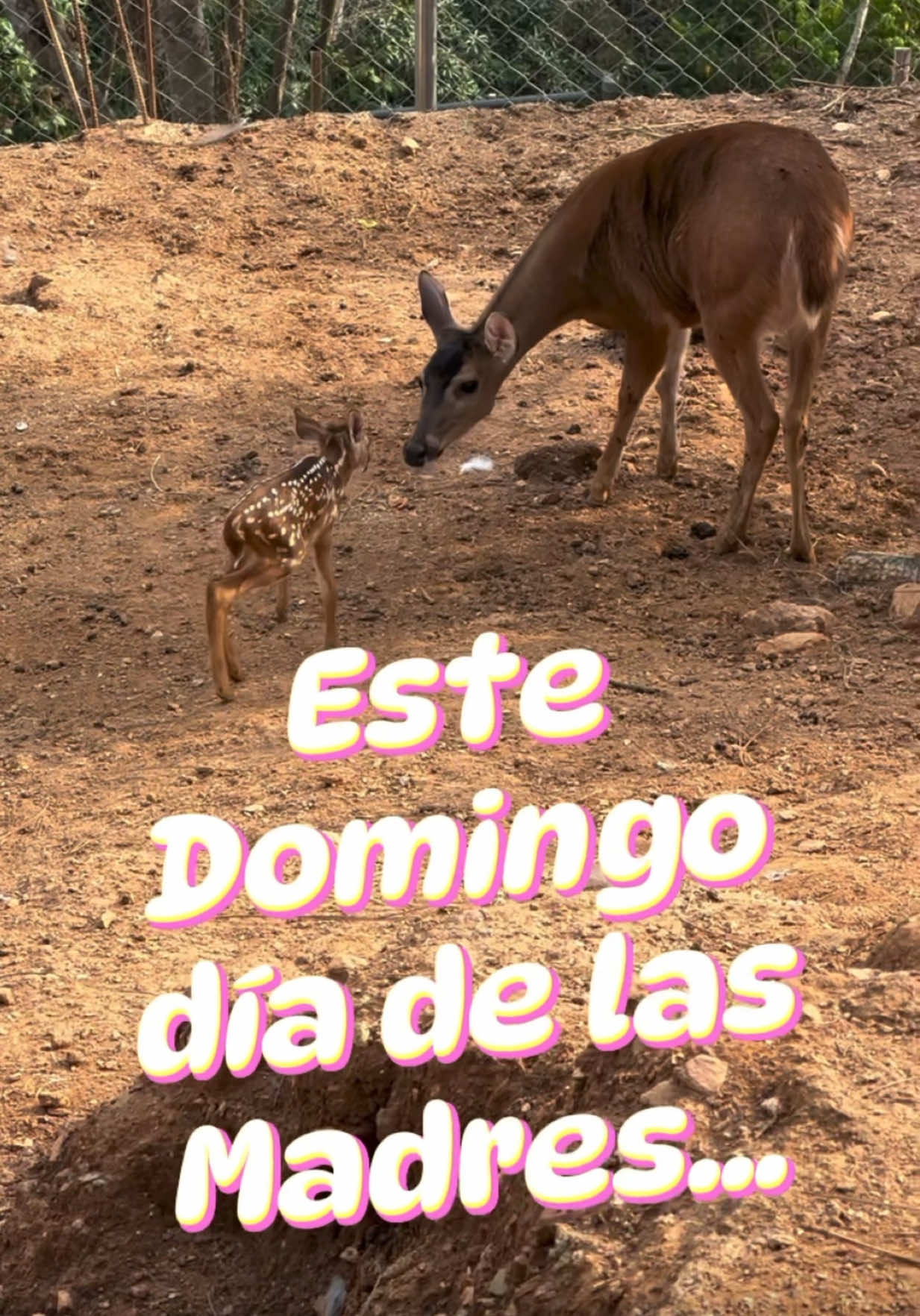 @La Casita del Avestruz