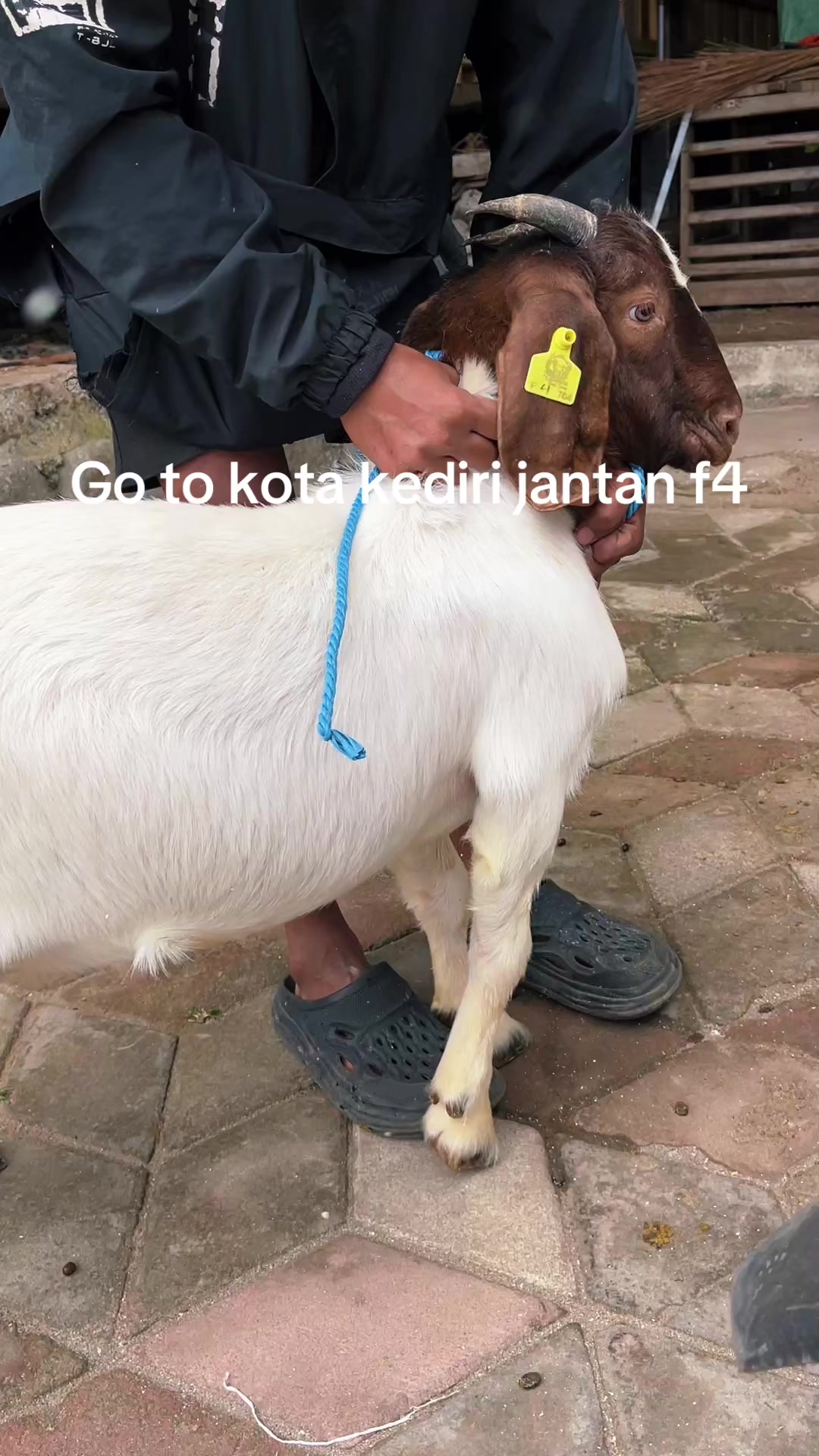 @ALVARIS FARM