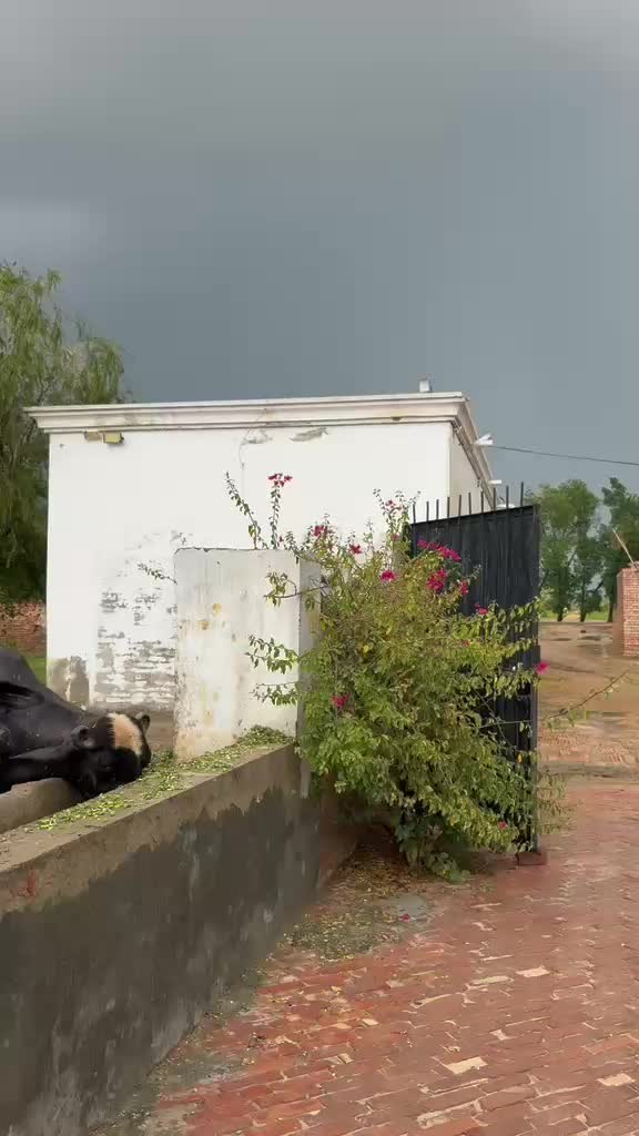 @GUJJAR DAIRY FARM