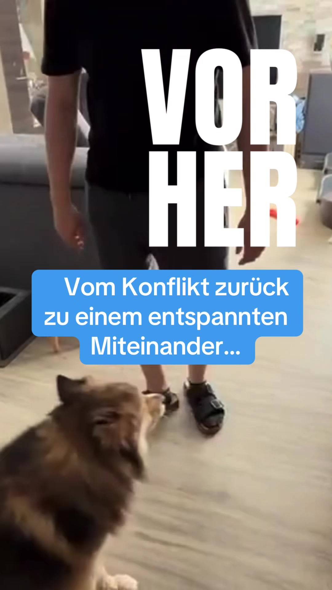 @Mehrere Hunde, ein Team!