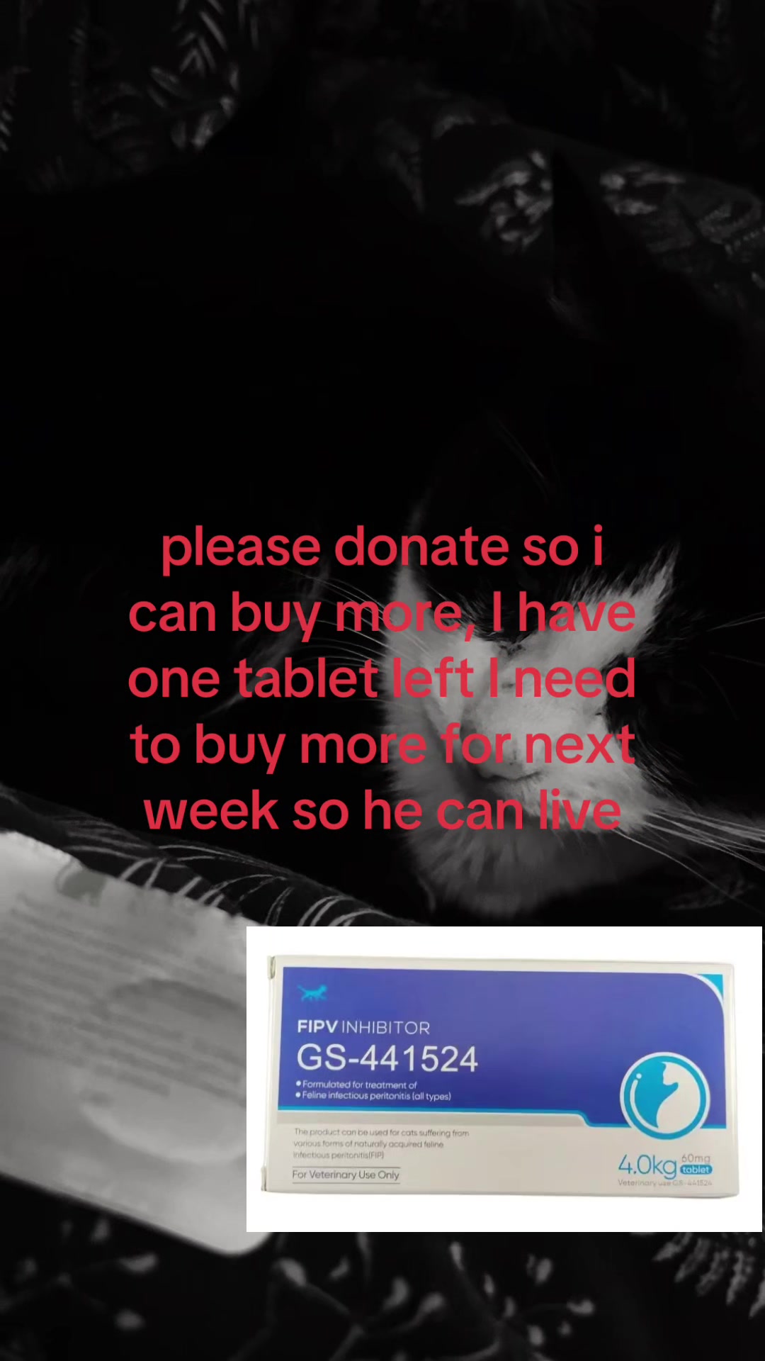 @Save Morris from FIP 🐾❤️&zwj;🩹