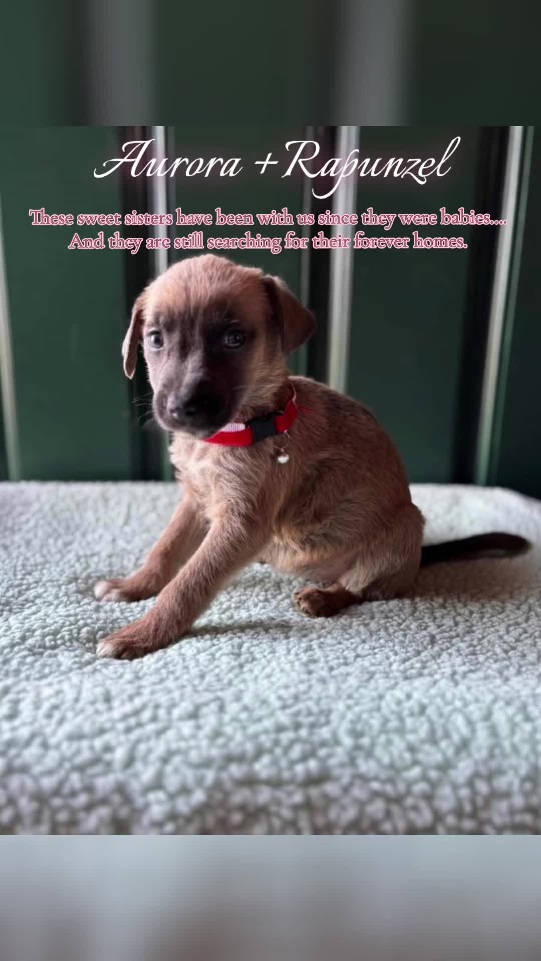 @405&ensp;Animal&ensp;Rescue