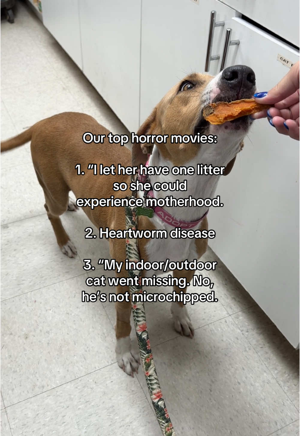@Friends of Strays