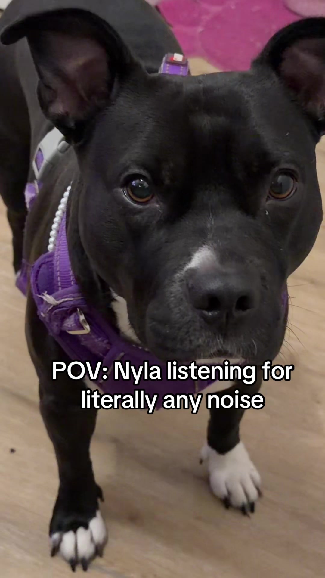 @Nyla.da.Staffy