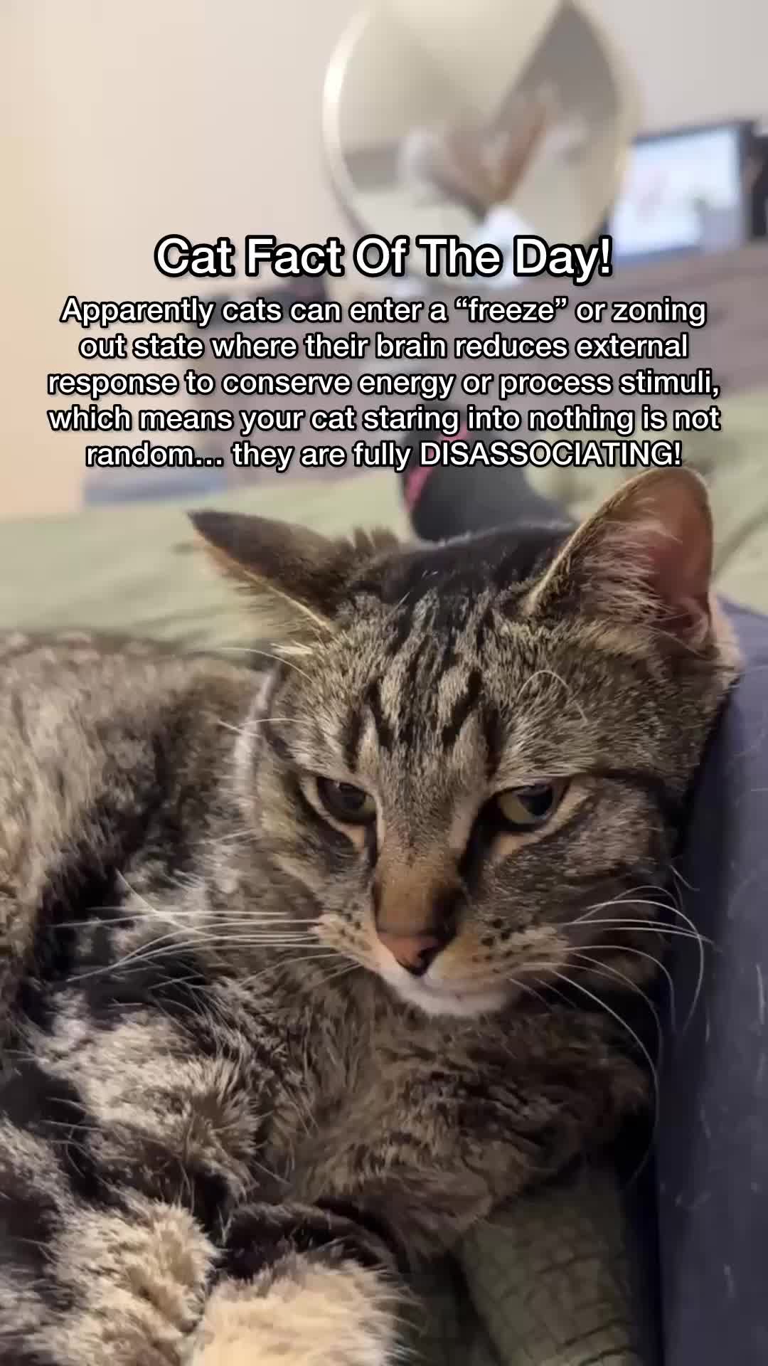 @Chip The Manx
