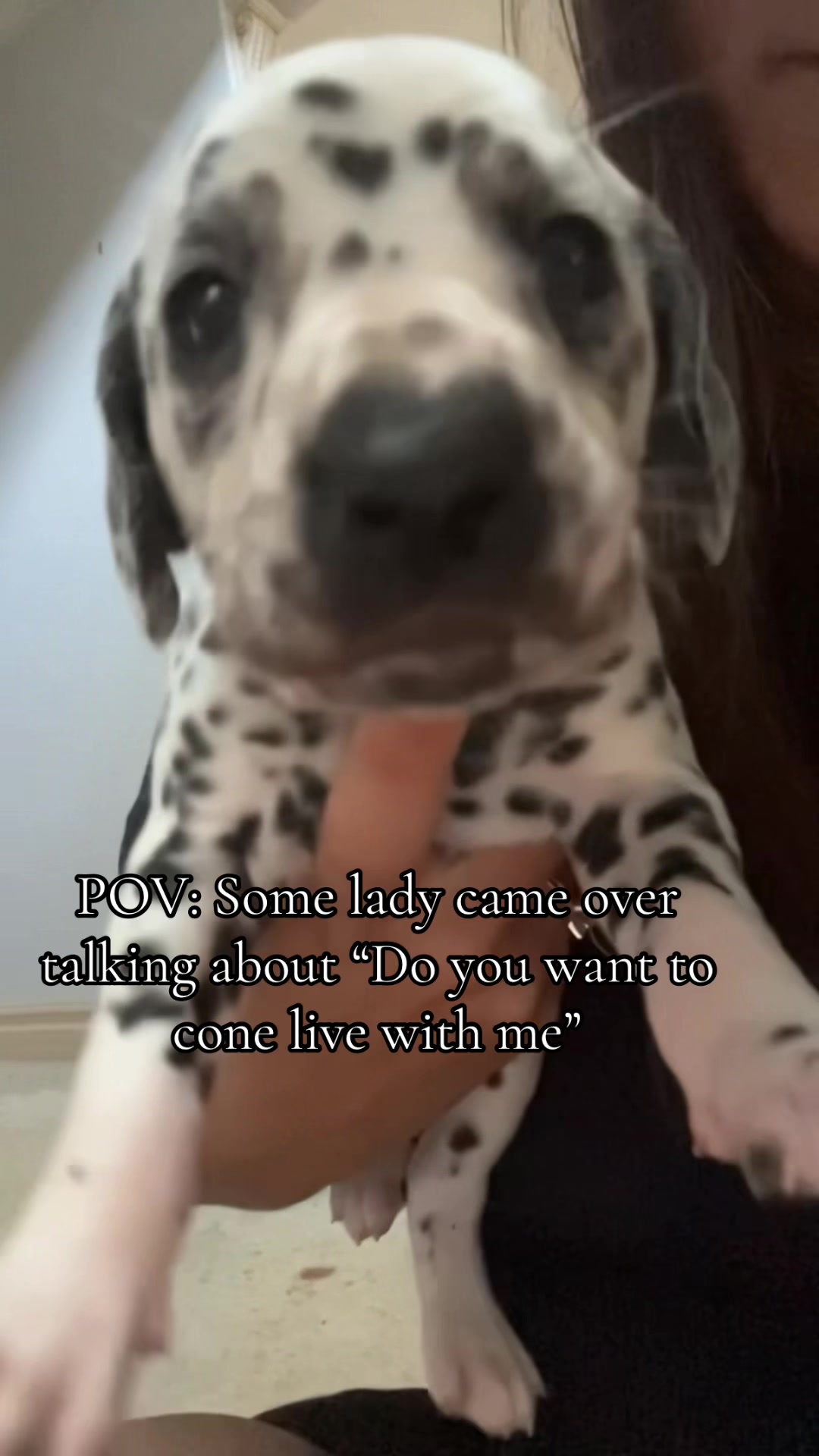 @Cannoli