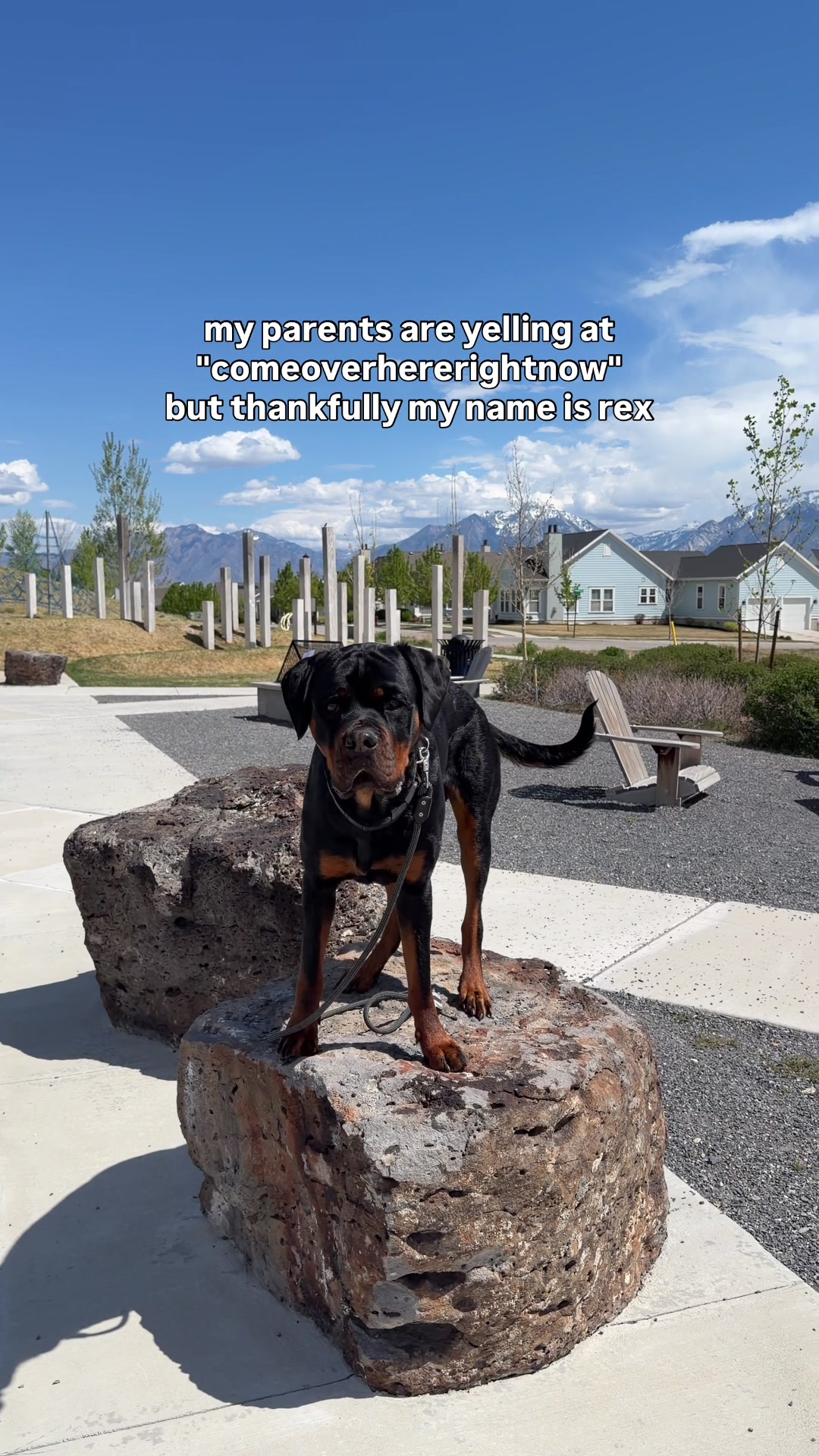 @Rex the Rottweiler