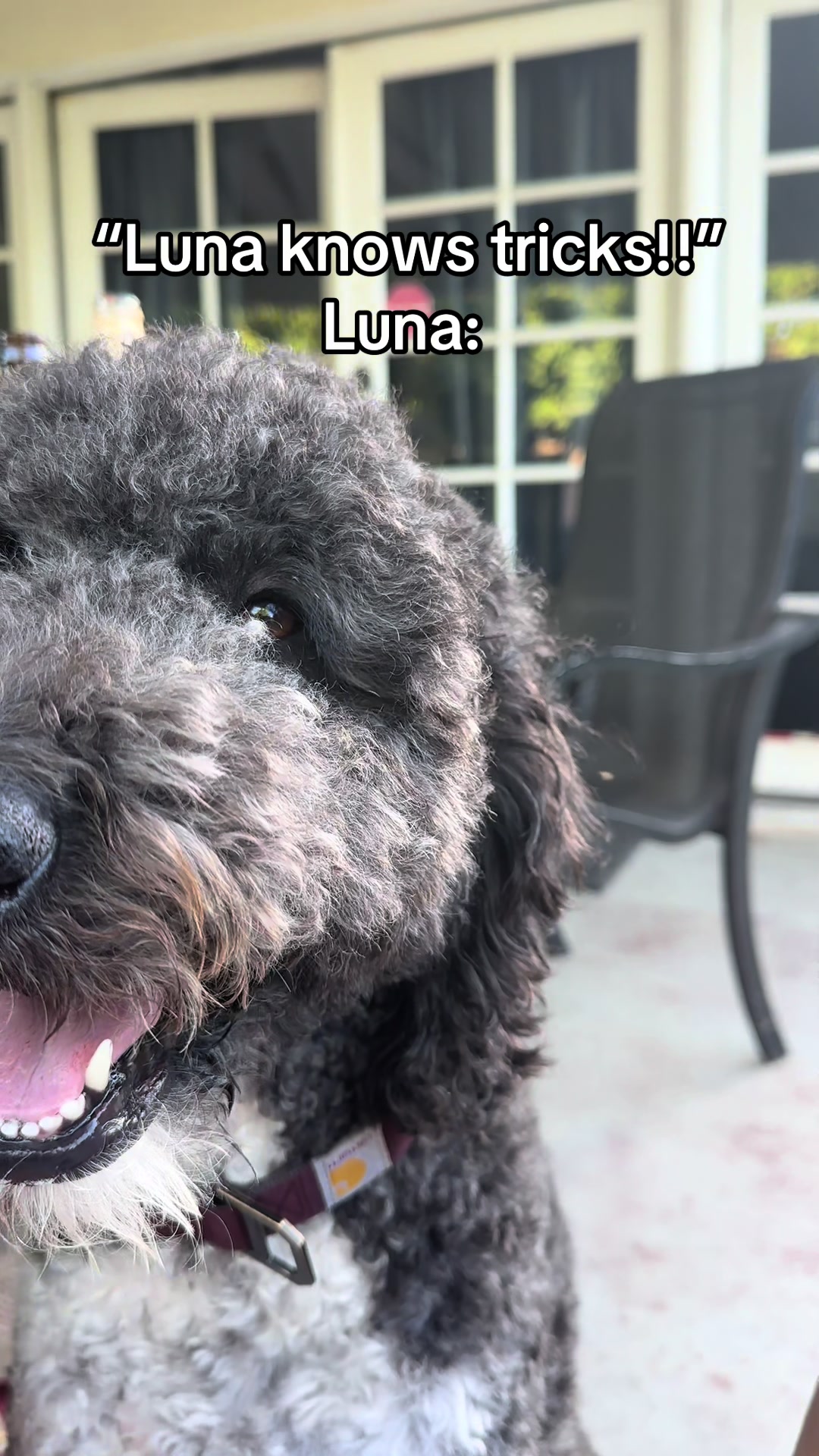 @Luna - The Goodest Labradoodle