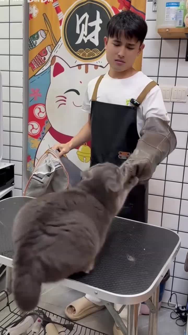 @Cat 😺 video