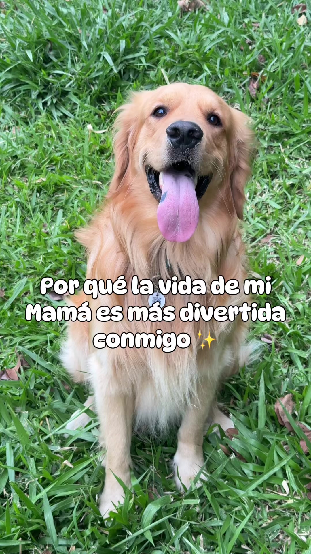 @Soy Milo 🐶