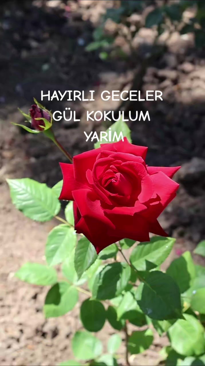 @Hasan Yılmaz
