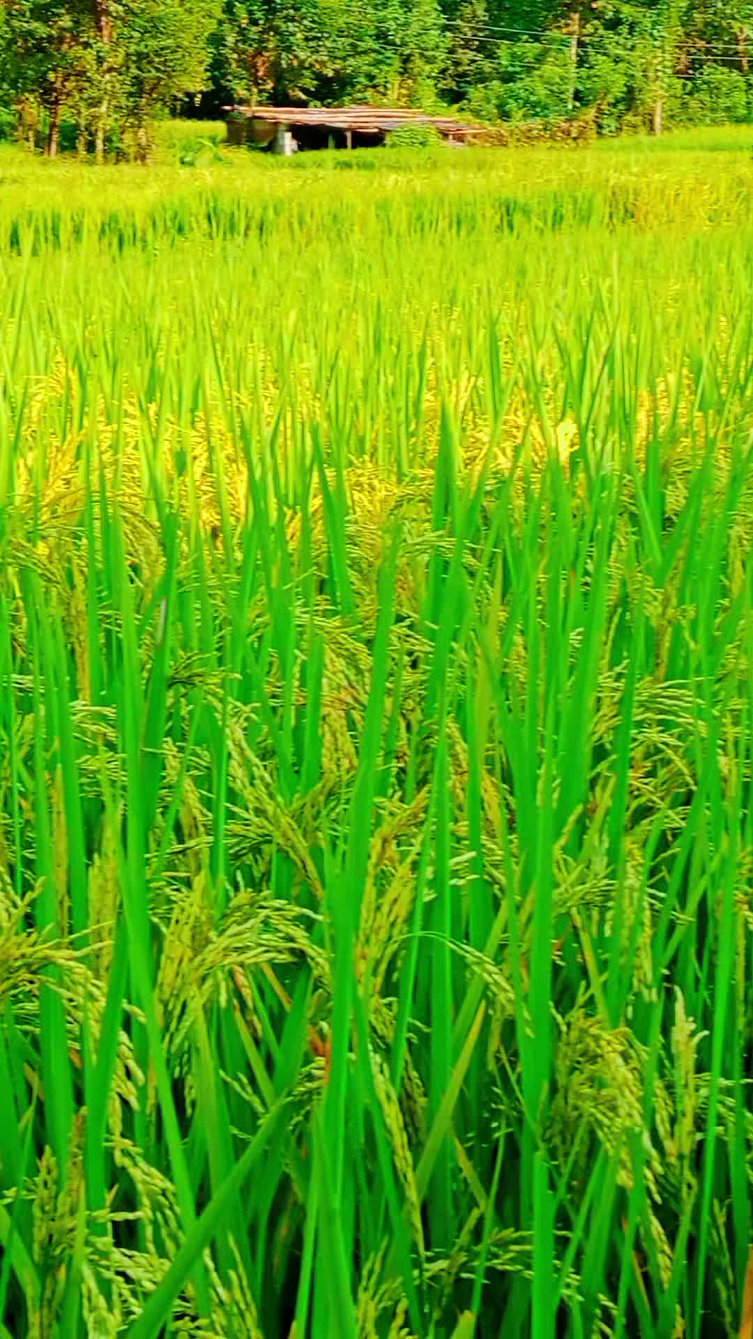 @Krishna Adhikari
