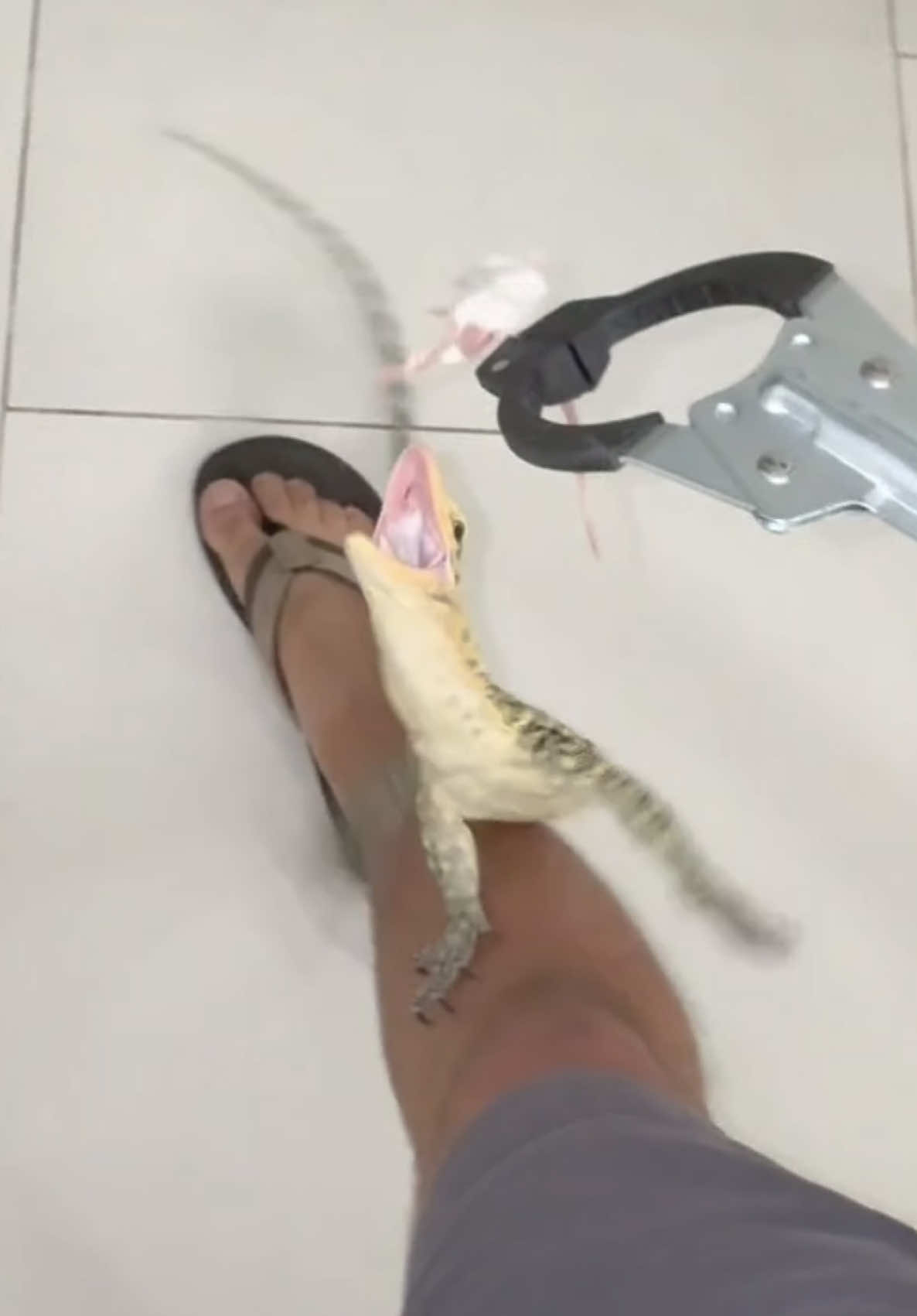 @Tommys_reptiles