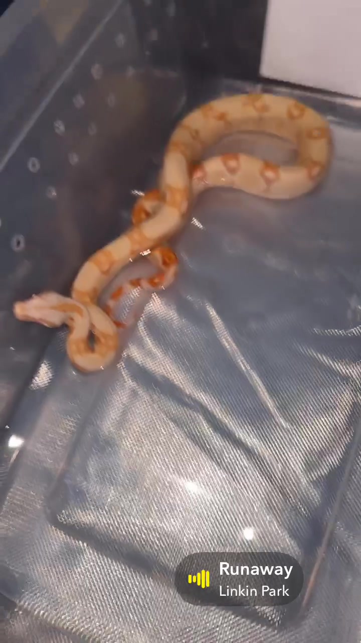 @A&L Reptiles