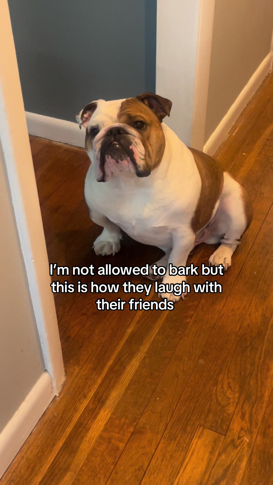@Stubby The Bulldog