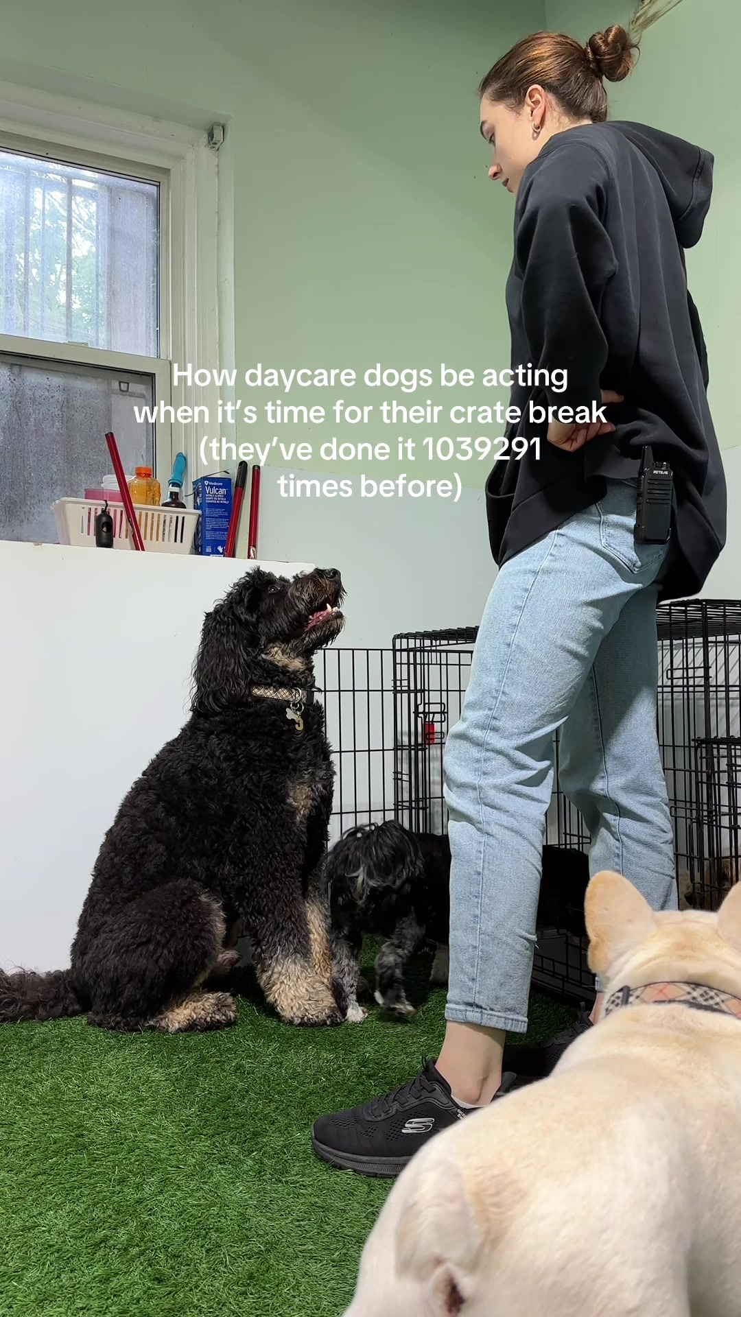 @Camp Canine Toronto