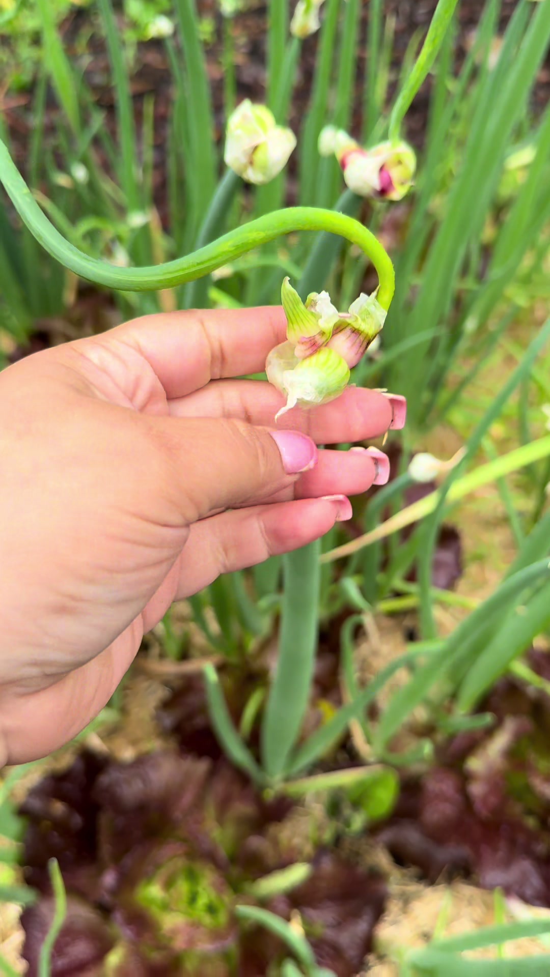 @Flores de temporada