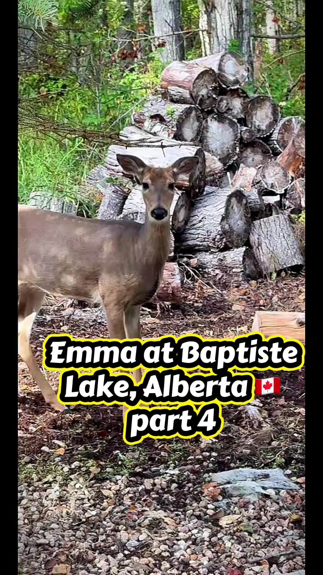 @🦮 EMMA’S ADVENTURES 🐾