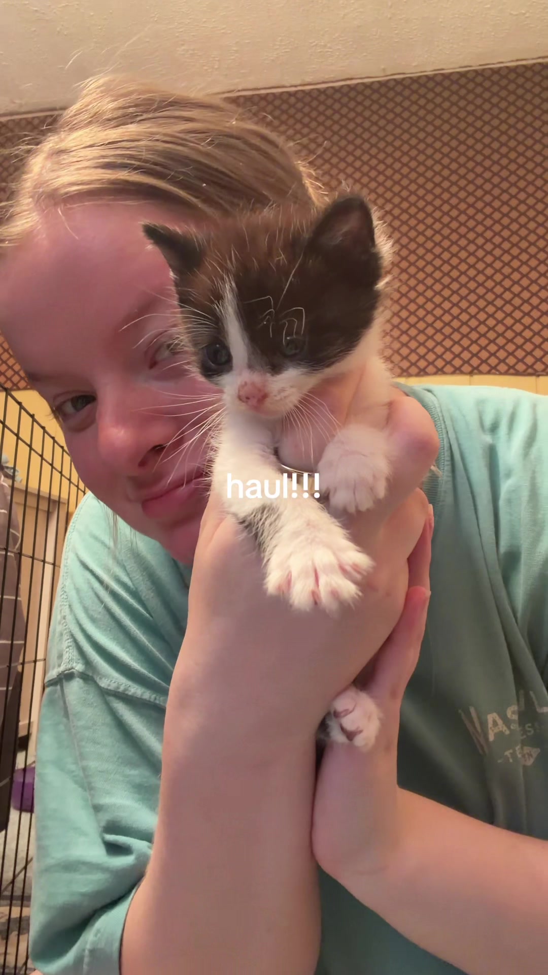 @bink the big orange cat